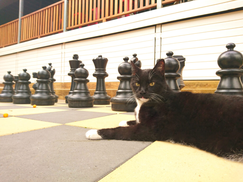 ブリスベン・サウスバンクの巨大チェス盤に横たわる黒白の猫