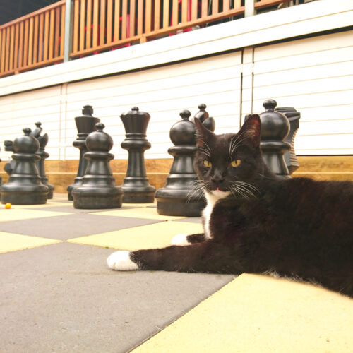 ブリスベン・サウスバンクの巨大チェス盤に横たわる黒白の猫