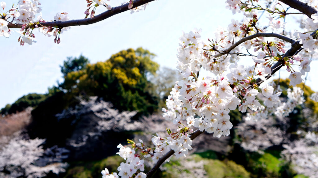 青空に向かって伸びる桜の枝。白くほんのり紅を差した五弁の花が、枝いっぱいに咲いている。手前の枝にピントが合い、奥には満開の桜並木と濃い緑の木々、川沿いの斜面がやわらかくぼけて広がる。