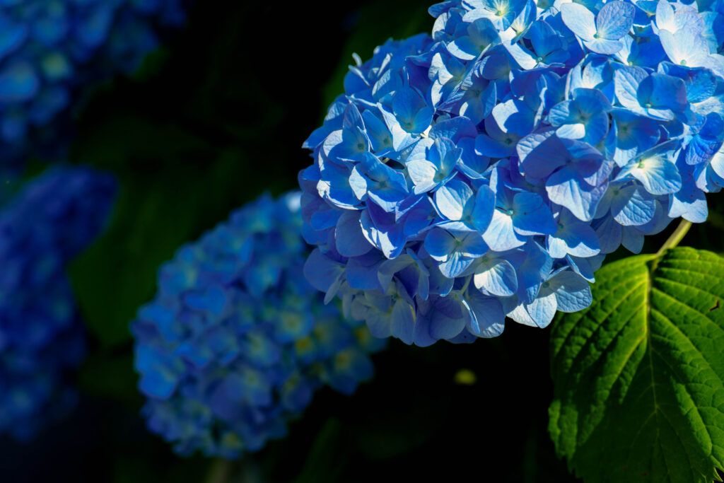 背後からの光を透かして輝く青い紫陽花の花房、右下に照らされた葉