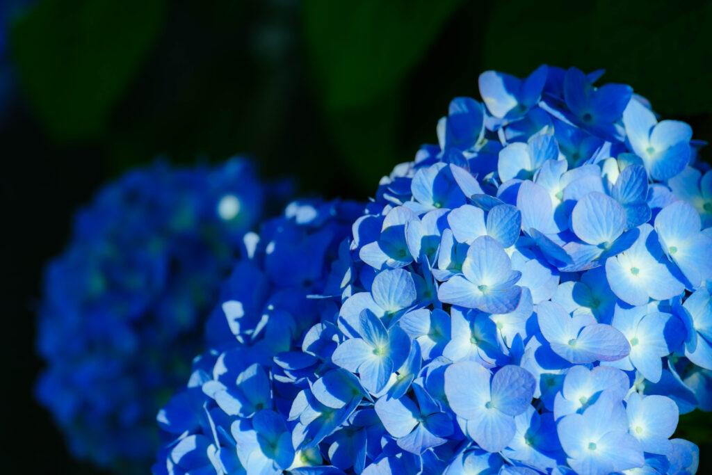 手前の一房にピントを合わせた青い紫陽花のクローズアップ、背景に別の株がぼやけて重なる
