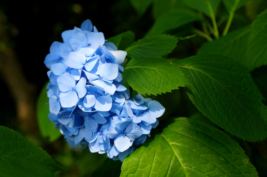 濃い緑の葉に囲まれて咲く、青い手まり咲きの紫陽花。四枚の花びらを持つ小さな花が半球状に密集してひとつの花房をつくる。葉は艶やかで縁がぎざぎざしており、背景は暗くぼけている。