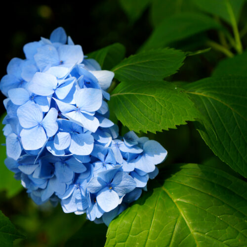 濃い緑の葉に囲まれて咲く、青い手まり咲きの紫陽花。四枚の花びらを持つ小さな花が半球状に密集してひとつの花房をつくる。葉は艶やかで縁がぎざぎざしており、背景は暗くぼけている。