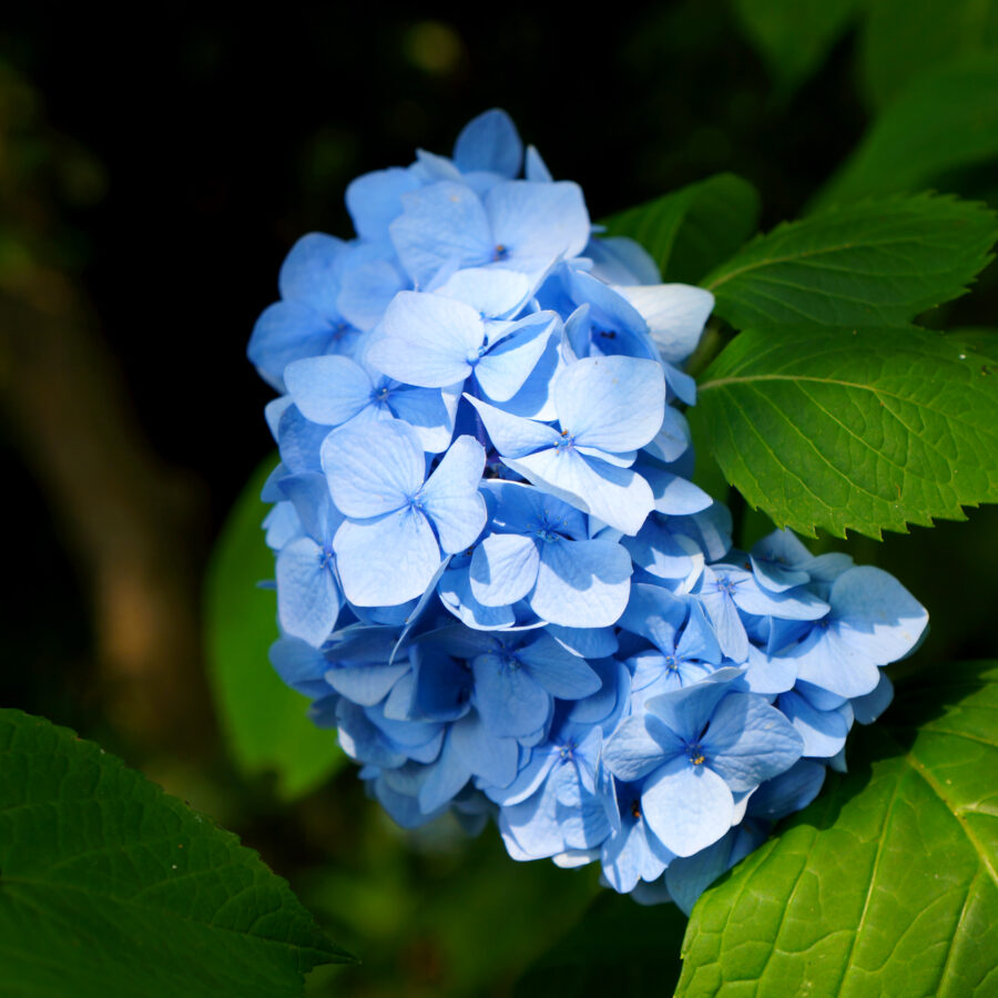 濃い緑の葉に囲まれて咲く、青い手まり咲きの紫陽花。四枚の花びらを持つ小さな花が半球状に密集してひとつの花房をつくる。葉は艶やかで縁がぎざぎざしており、背景は暗くぼけている。