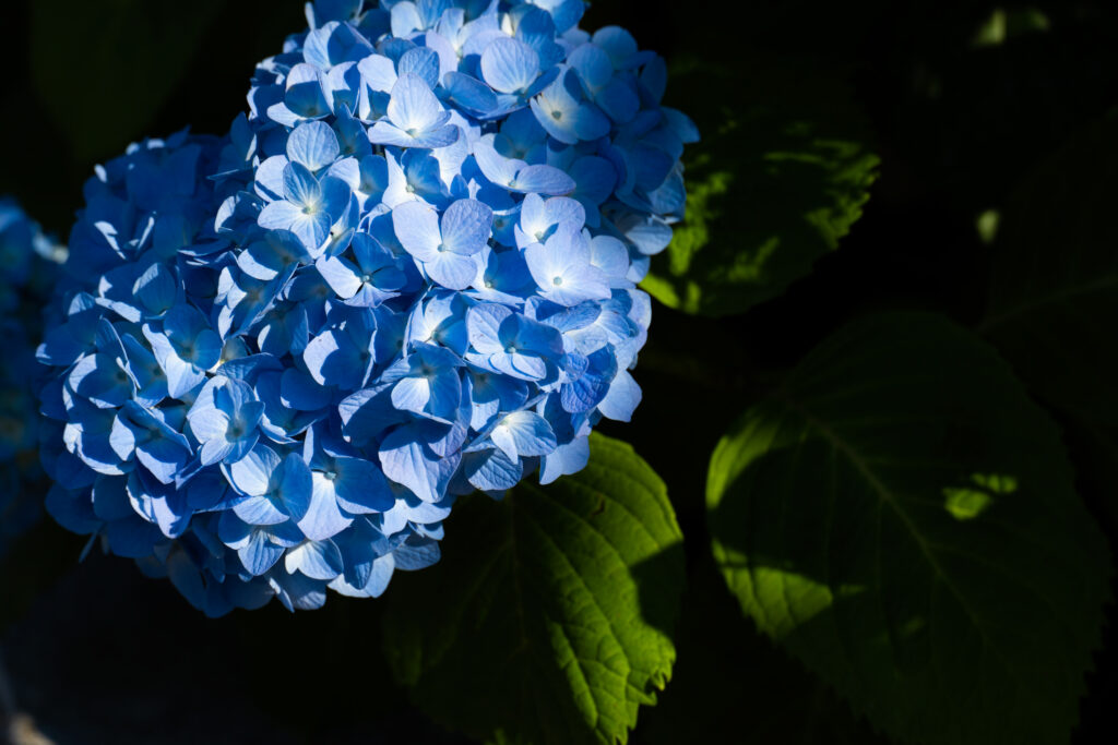 暗い背景に浮かび上がる、木漏れ日を受けた青い手まり咲きの紫陽花