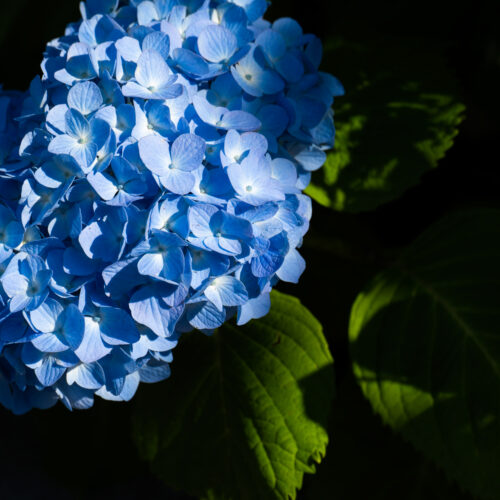 暗い背景に浮かび上がる、木漏れ日を受けた青い手まり咲きの紫陽花