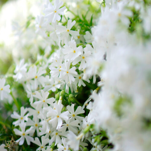 白いシバザクラの群生。五弁の小花が密集して咲き、花芯は淡い黄色。奥は緑にぼけている。