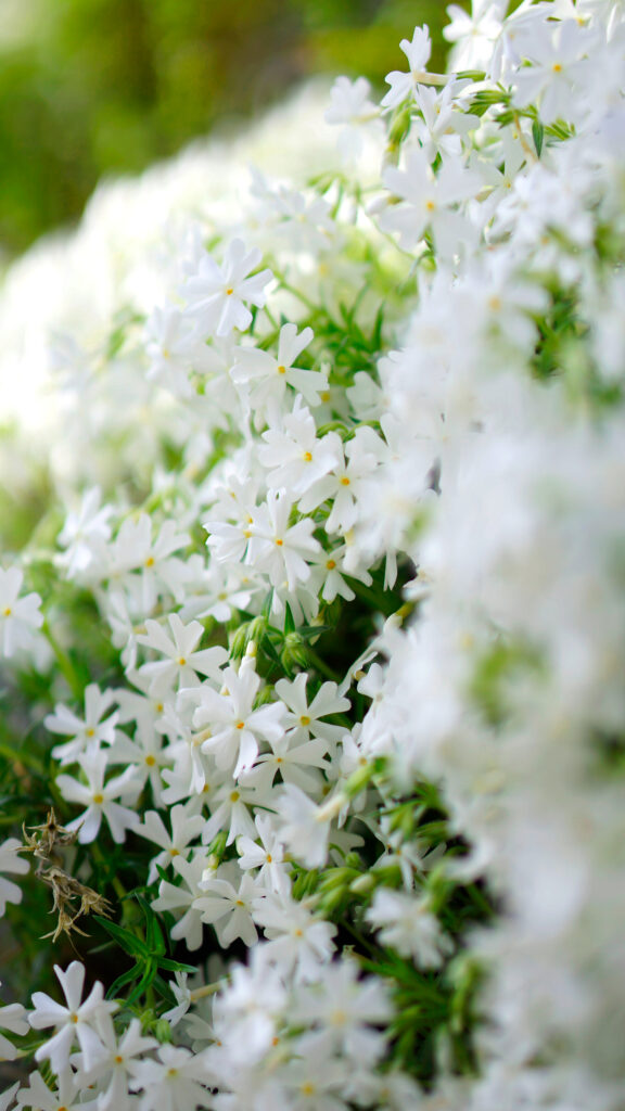 白いシバザクラの群生。五弁の小花が密集して咲き、花芯は淡い黄色。奥は緑にぼけている。