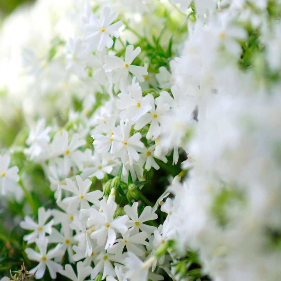 白いシバザクラの群生。五弁の小花が密集して咲き、花芯は淡い黄色。奥は緑にぼけている。