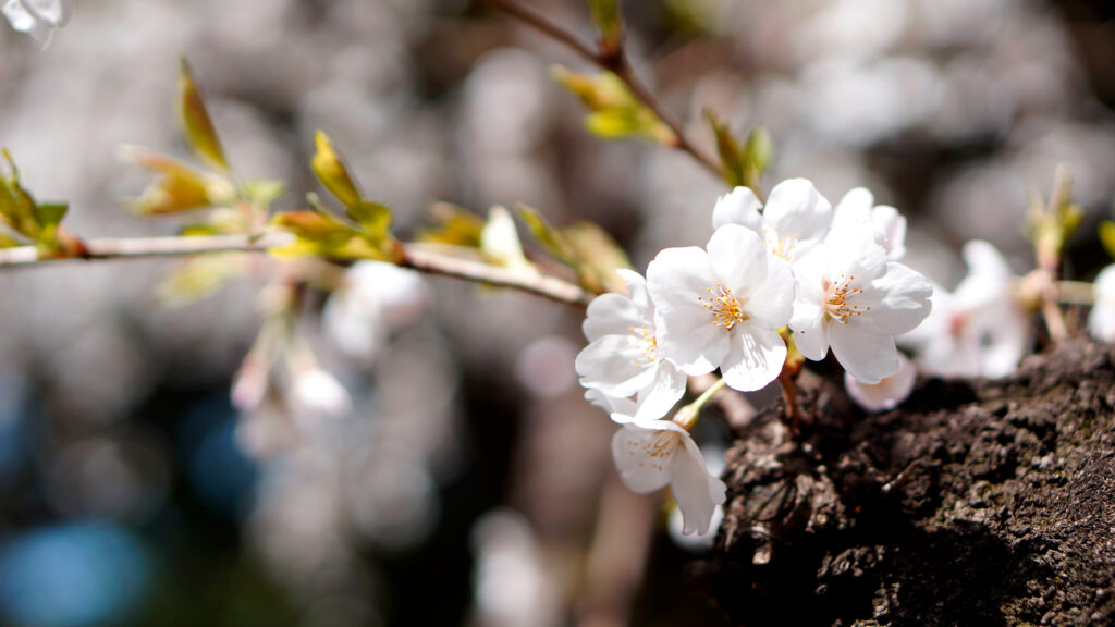 逆光に照らされた白い桜の花のクローズアップ。五弁の花が数輪、若葉を伴った細い枝先に咲き、枝はごつごつと苔むした太い幹から伸びている。中心の雄しべは黄色。背景は満開の桜と光が白く柔らかくぼけ、左下にはわずかに青色のぼけがのぞく。