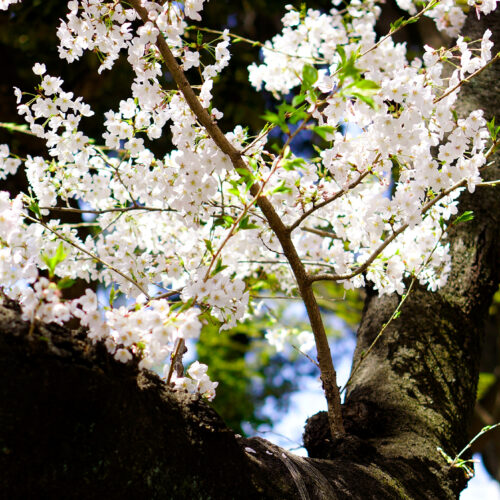 太い桜の枝を、下から木の支柱と縄が支えている。年老いた幹は苔むし、そこから伸びた枝先には白い五弁の花と若葉が青空を背に咲いている。背景には濃い緑の木々と空がやわらかくぼけて広がる。