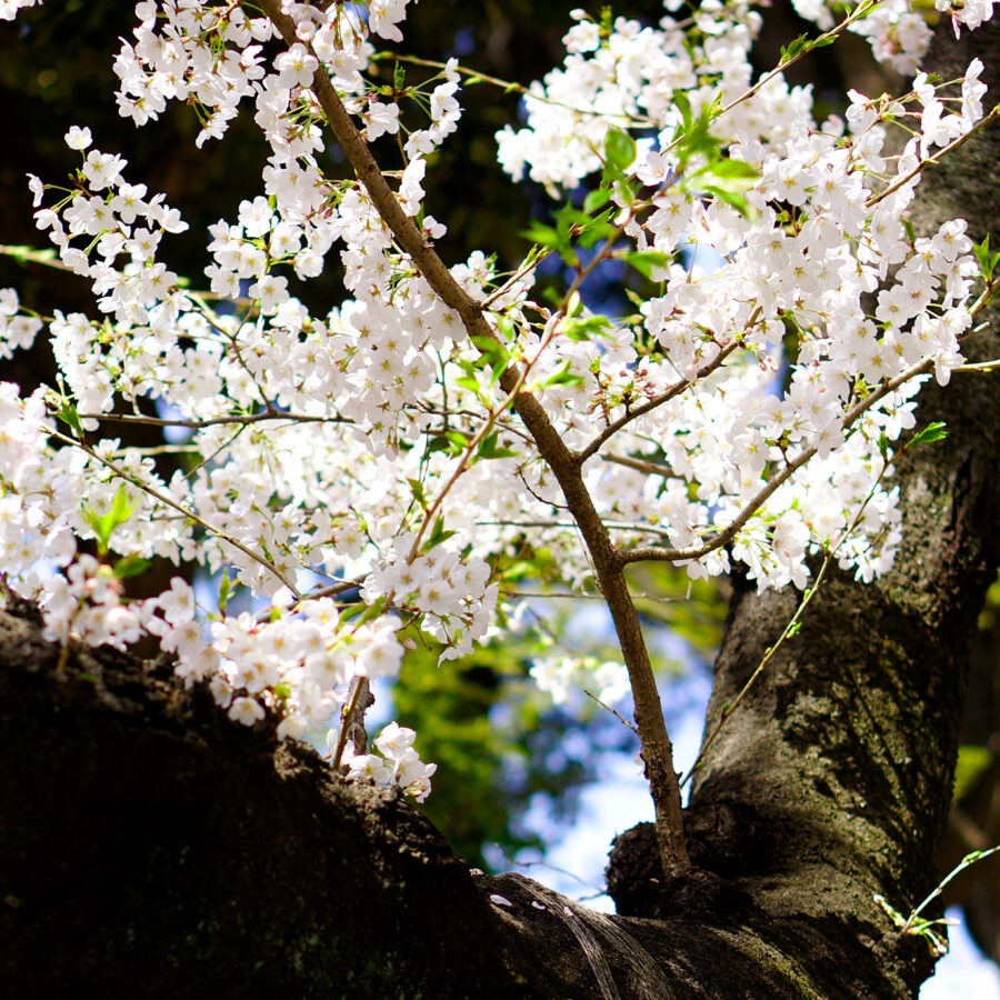 太い桜の枝を、下から木の支柱と縄が支えている。年老いた幹は苔むし、そこから伸びた枝先には白い五弁の花と若葉が青空を背に咲いている。背景には濃い緑の木々と空がやわらかくぼけて広がる。
