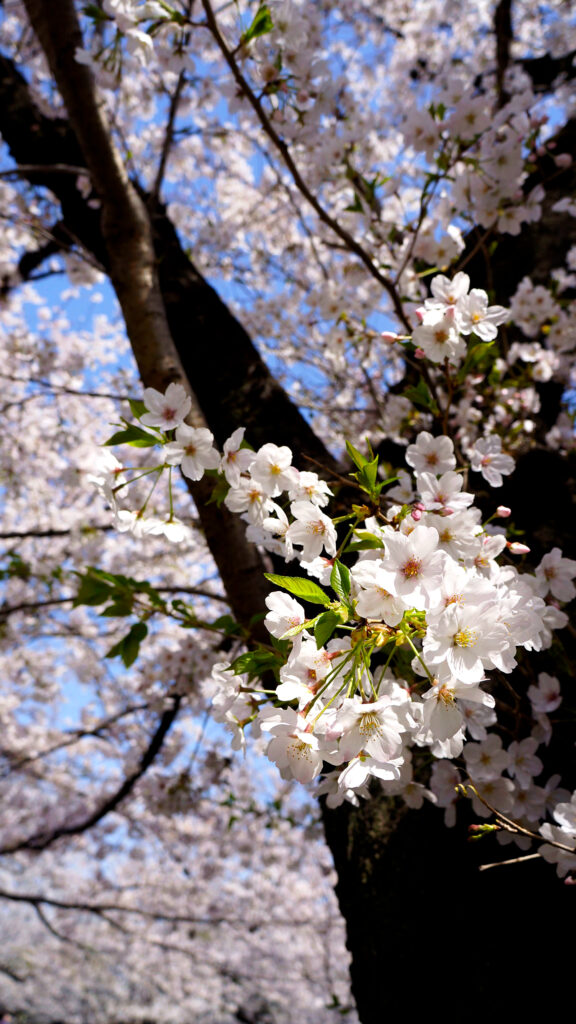 見上げるアングルで捉えた満開の桜。太い幹と枝が斜めに伸び、その周りを白い五弁の花が覆う。手前には若葉を伴った花房がはっきり写り、奥は青空と、光を受けた桜の花がやわらかくぼけて広がる。