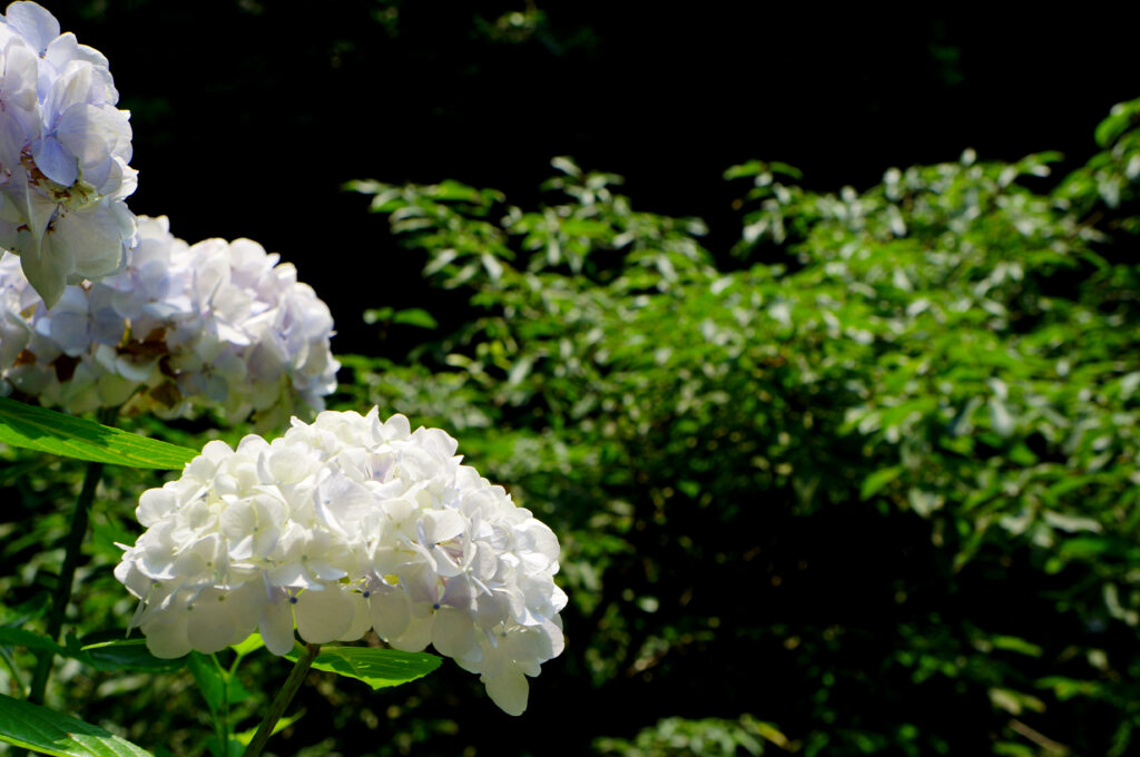 日を浴びて咲く、白い手まり咲きの紫陽花。四枚の花びらの小花が半球状に密集して、いくつもの花房をつくる。ほんのり青みを帯びた白で、艶やかな緑の葉を背に、右奥には緑の茂みがぼけて広がる。